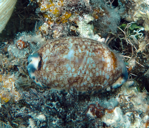 Cypraea eglantina observed 2026-10-20