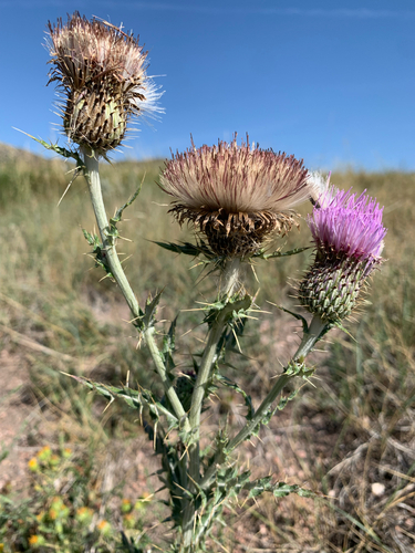 yellowspine thistle