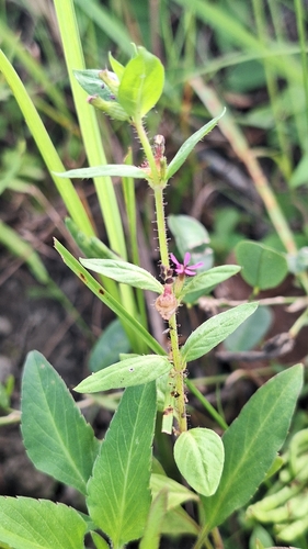 Cuphea carthagenensis observed 2026-10-21