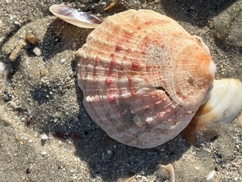 Spondylus observed 2026-10-21
