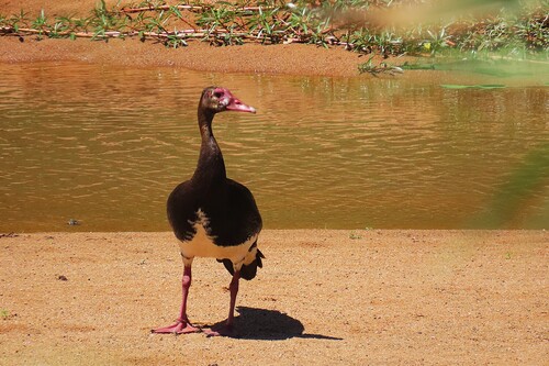 iNaturalist image