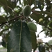 Elaeocarpus hygrophilus - Photo (c) SunGW, algunos derechos reservados (CC BY-NC), subido por SunGW