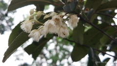 Elaeocarpus hygrophilus