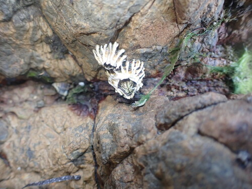 Epopella plicata observed 2026-10-21