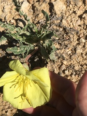 Oenothera howardii