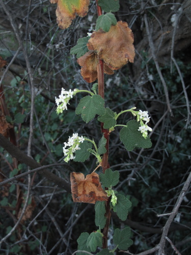Ribes indecorum, 2026-10-20