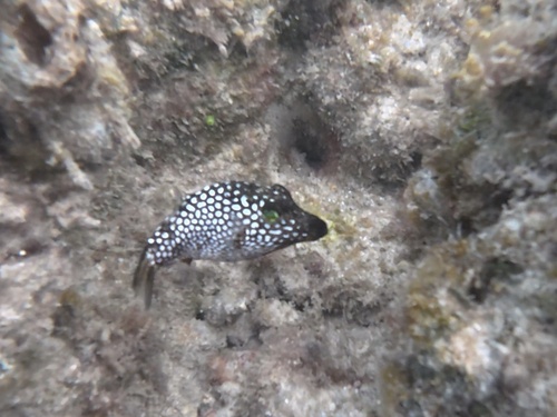 Canthigaster jactator observed 2026-10-20