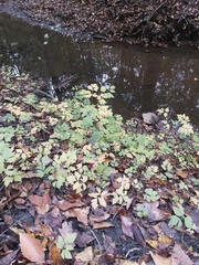 Xanthorhiza simplicissima