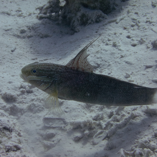 Amblygobius albimaculatus observed 2026-09-26
