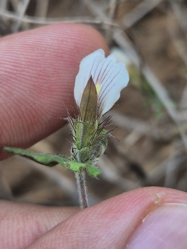 Blepharis maderaspatensis, 2026-10-21