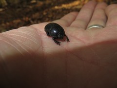 Geotrupes splendidus