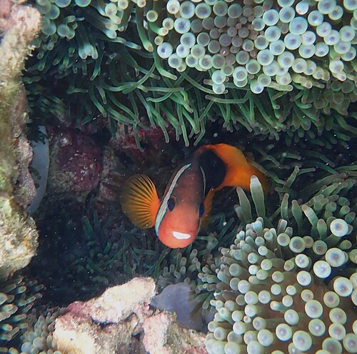 Amphiprion melanopus observed 2026-10-18