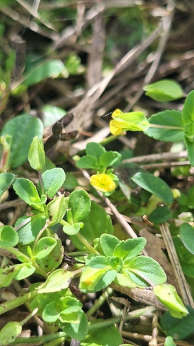 Mecardonia procumbens observed 2026-10-21