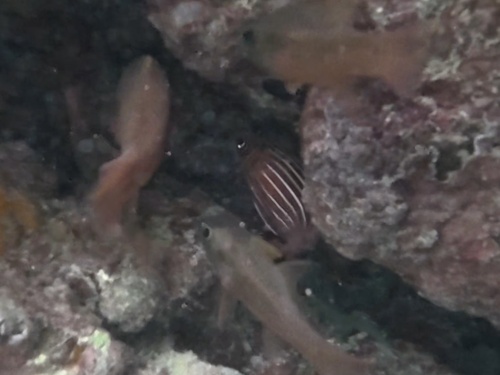 Sargocentron diadema observed 2026-10-20