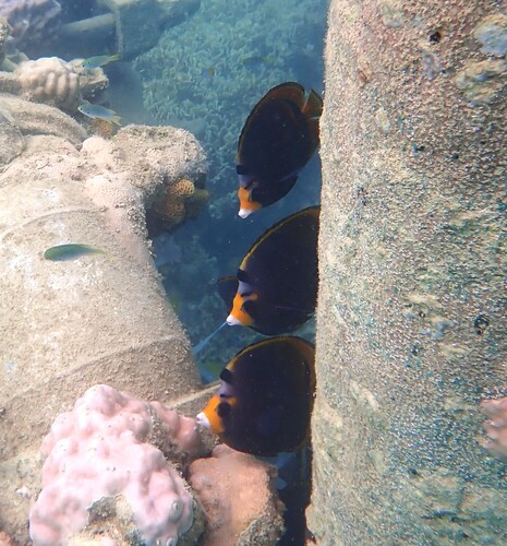 Chaetodon flavirostris observed 2026-10-18