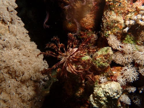 Stephanometra indica observed 2026-10-21