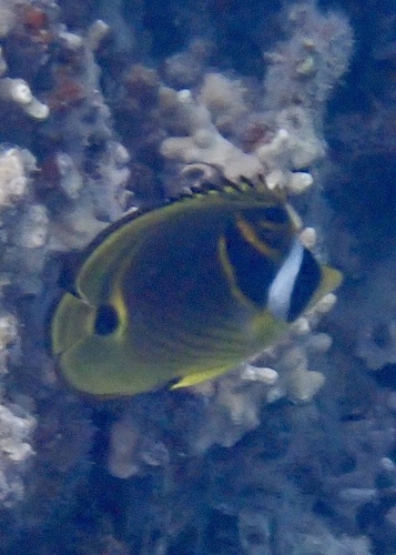 Chaetodon lunula observed 2026-10-21