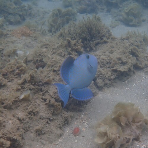 Pseudobalistes fuscus observed 2026-10-18
