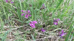 Astragalus ceratoides