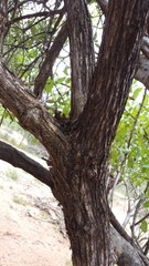 Kiggelaria africana image