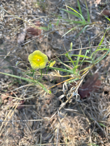 Xenostegia tridentata observed 2026-10-19