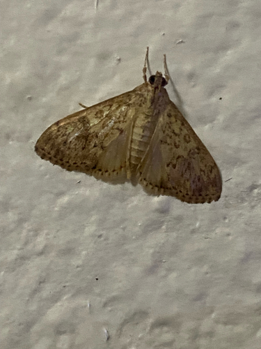 Bougainvillea Caterpillar Moth photo 4