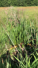 Rumex hydrolapathum