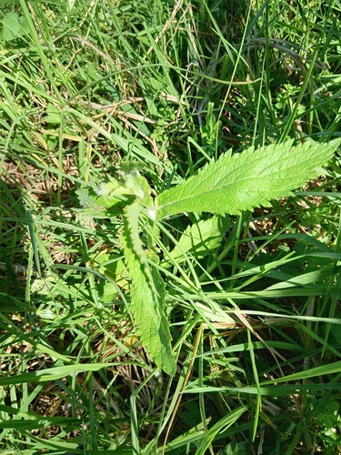 Verbena litoralis observed 2026-10-20
