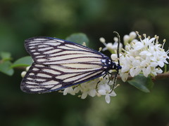 Cyclosia papilionaris