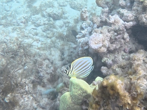 Chaetodon ornatissimus observed 2026-10-20
