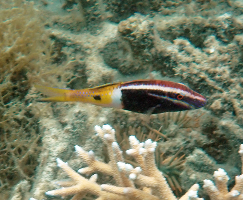 Parupeneus barberinoides observed 2026-10-20