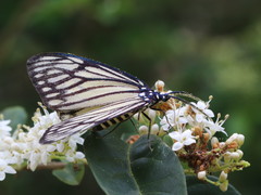 Cyclosia papilionaris