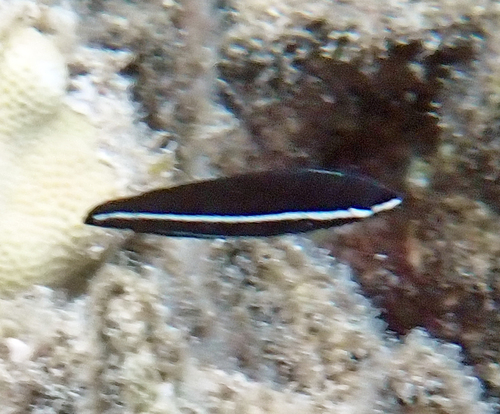 Labrichthys observed 2026-10-20