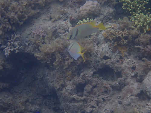 Siganus doliatus observed 2026-10-21