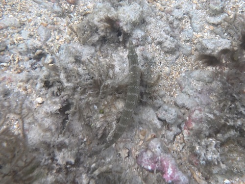 Cheilio inermis observed 2026-10-20