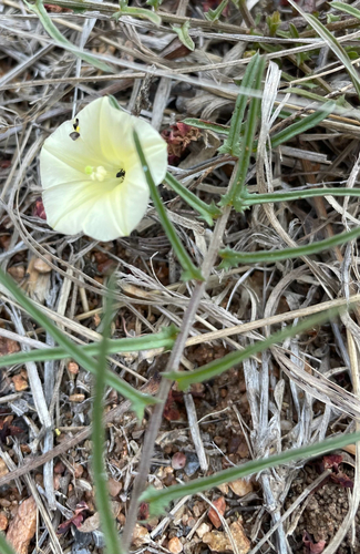 Xenostegia tridentata observed 2026-10-19