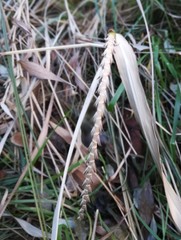 Tripsacum dactyloides