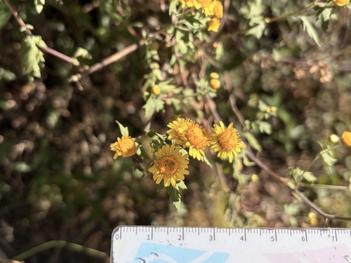 Chrysanthemum arisanense, 2026-10-21
