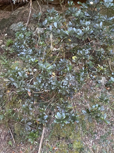 Pieris japonica observed 2026-10-21