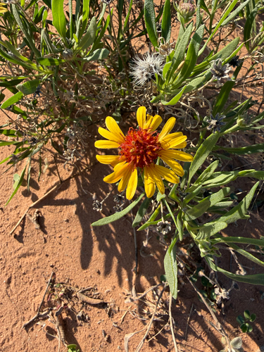 red dome blanketflower