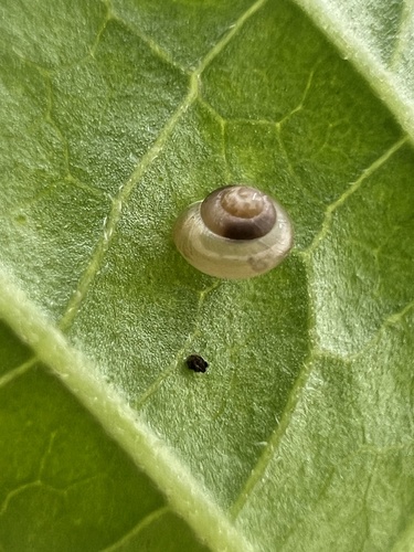 Coneuplecta calculosa observed 2026-10-21