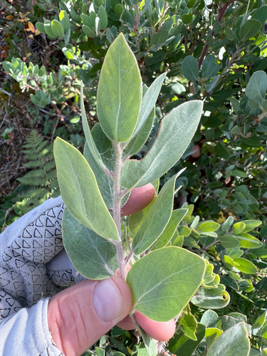 Arctostaphylos columbiana, 2026-10-20
