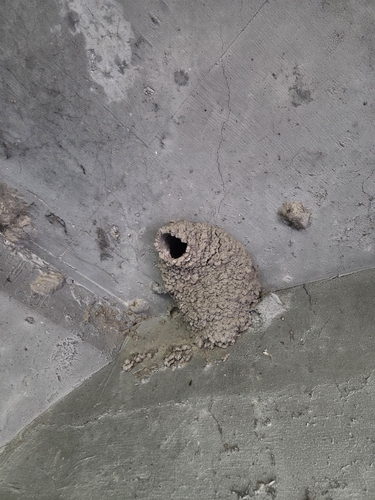 Petrochelidon pyrrhonota, 2026-10-20