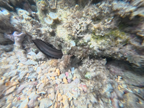 Conger marginatus observed 2026-10-20