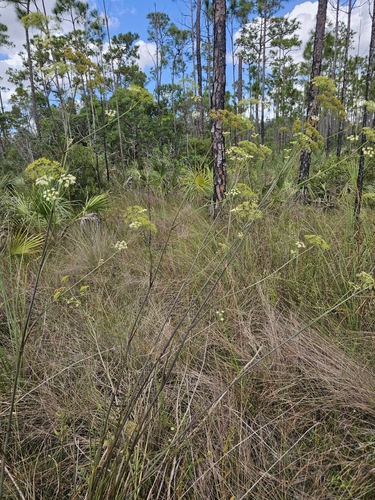 Tiedemannia filiformis, 2026-10-20