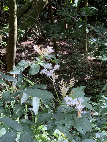 Sambucus javanica observed 2026-10-21