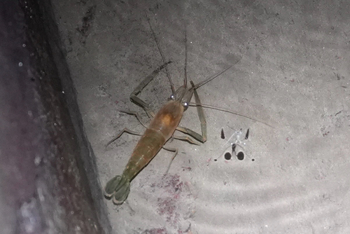 Macrobrachium observed 2026-10-20