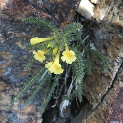 Polemonium brandegeei