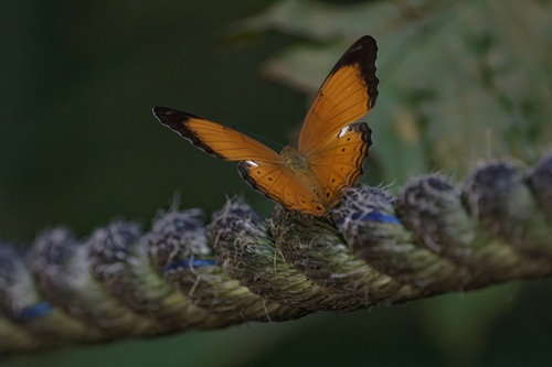 Cirrochroa emalea