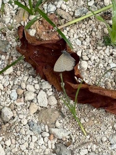 Polyommatinae